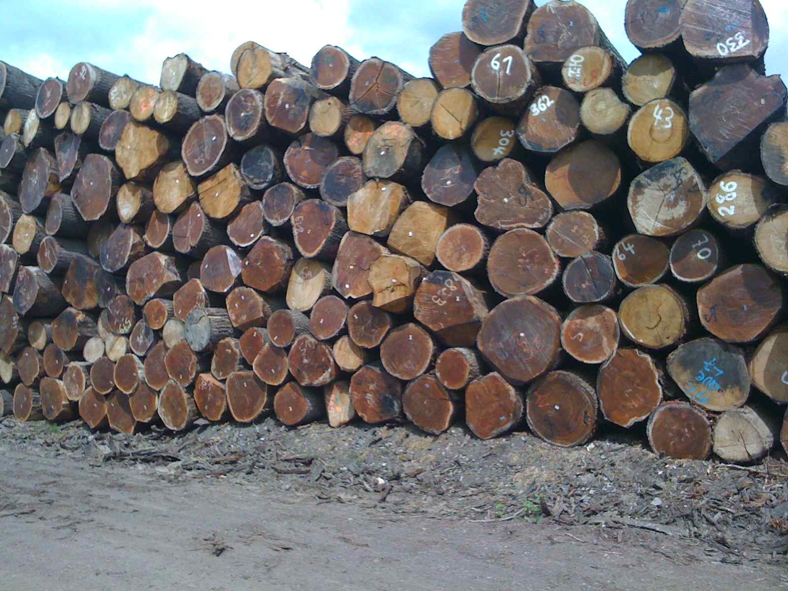 abgelagertes Eichen-Rundholz